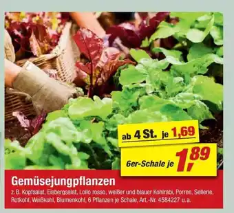 toom Baumarkt Gemüsejungpflanzen Angebot