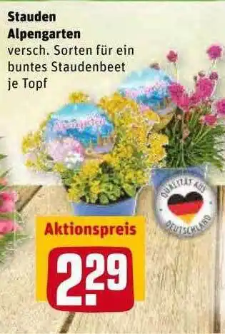 REWE Stauden Alpengarten Angebot