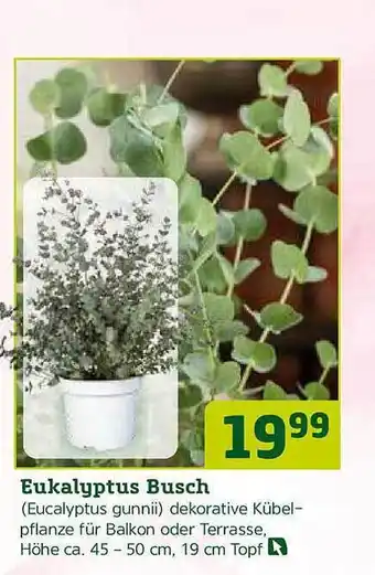 Pflanzen Kölle Eukalyptus Busch Angebot