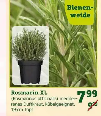 Pflanzen Kölle Rosmarin XL Angebot