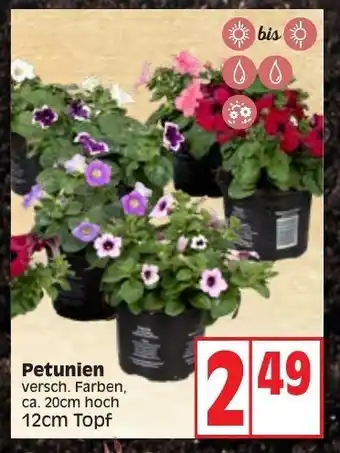 Edeka Petunien 12 cm Topf Angebot