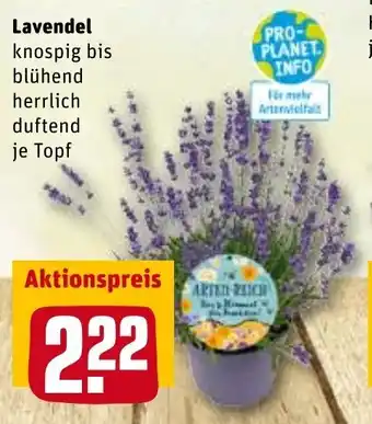 REWE Lavendel Angebot