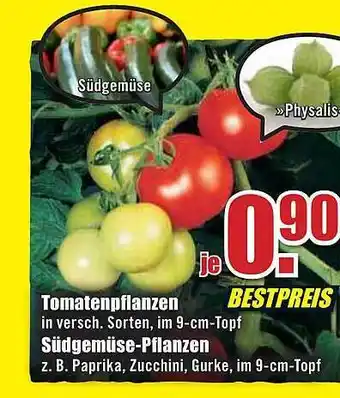 B1 Discount Baumarkt Tomatenpflanzen Südgemüse-pflanzen Angebot