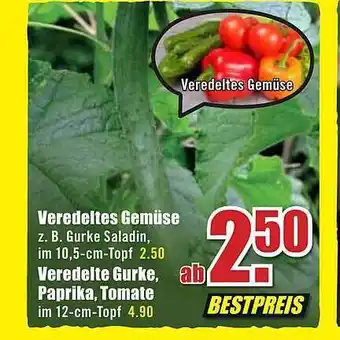 B1 Discount Baumarkt Veredeltes Gemüse Veredelte Gurke Paprika Tomate Angebot