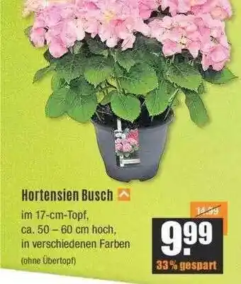 V Baumarkt Hortensien Busch Angebot