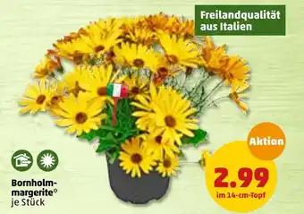 PENNY Bornholm-margerite Angebot