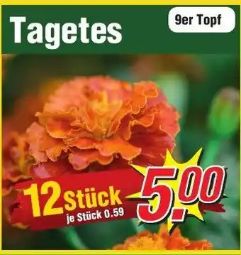 Wiglo Wunderland Tagetes 12 Stück Angebot