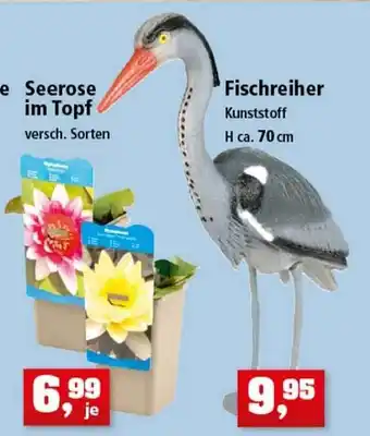 Thomas Philipps Seerose Im Topf Fischreiher Angebot