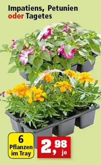 Thomas Philipps Impatiens Petunien Oder Tagetes Angebot