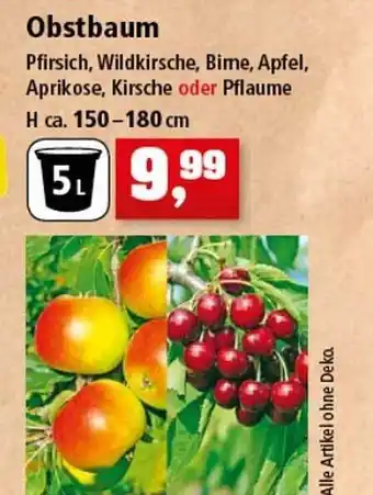 Thomas Philipps Obstbaum Angebot