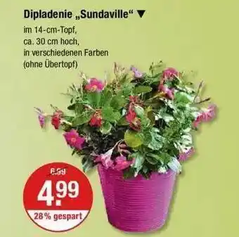 V Markt Dipladenie „sundaville” Angebot