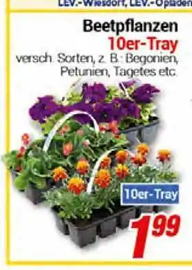 CENTERSHOP Beetpflanzen 10er-tray Angebot