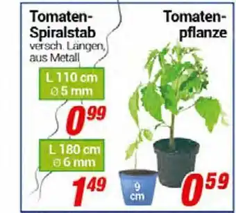 CENTERSHOP Tomaten Spiralstab, Tomaten Pflanze Angebot