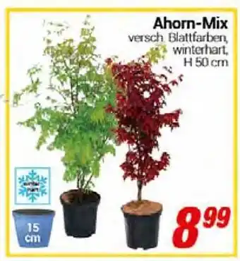 CENTERSHOP Ahorn-mix Angebot