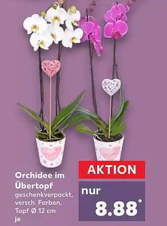 Kaufland Orchidee Im übertopf Angebot