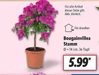 Lidl Bougainvillea Stamm Angebot