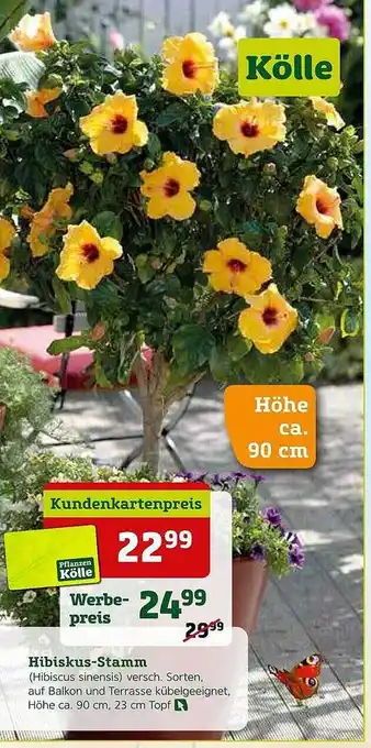 Pflanzen Kölle Hibiskus-stamm Angebot