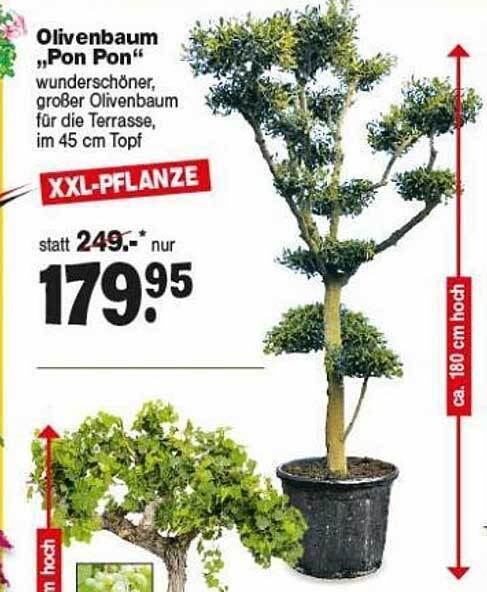 Olivenbaum pon Pon Angebot bei Repo Markt