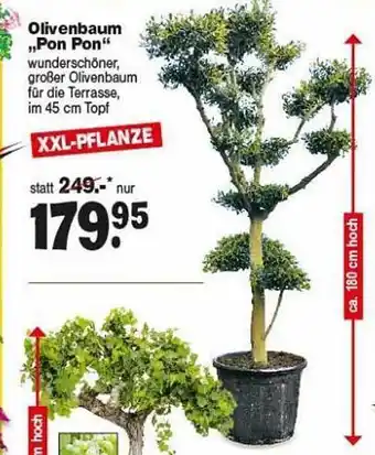 Repo Markt Olivenbaum „pon Pon” Angebot