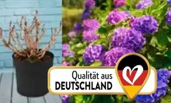 Aldi Nord Bauernhortensie Purple Bang Angebot