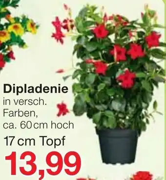 Jawoll Dipladenie 17 cm Topf Angebot