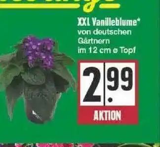 Edeka Xxl Vanilleblume Angebot