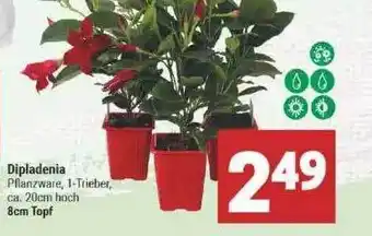 Marktkauf Dipladenia Angebot