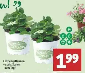 Marktkauf Erdbeerpflanzen Angebot