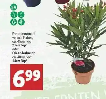 Marktkauf Petunienampel Oder Oleanderbusch Angebot