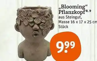 tegut „blooming” Pflanzkopf Angebot