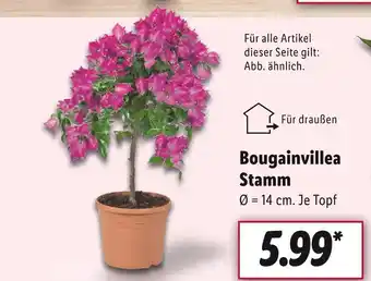 Lidl Bougainvillea stamm Angebot