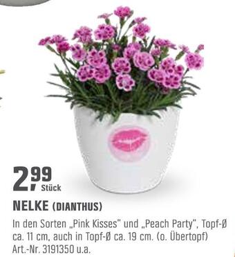 OBI Nelke (dianthus) Angebot