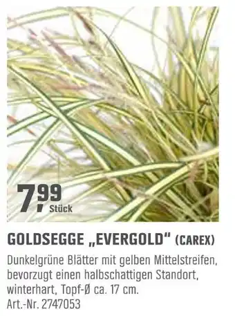 OBI Goldsegge „evergold“ (carex) Angebot