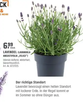 OBI Lavendel (lavandula angustifolia „felice“) Angebot