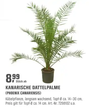 OBI Kanarische dattelpalme (phoenix canariensis) Angebot