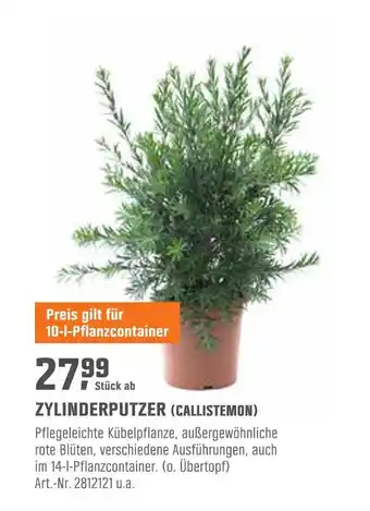 OBI Zylinderputzer (callistemon) Angebot