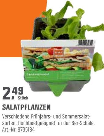 OBI Salatpflanzen Angebot
