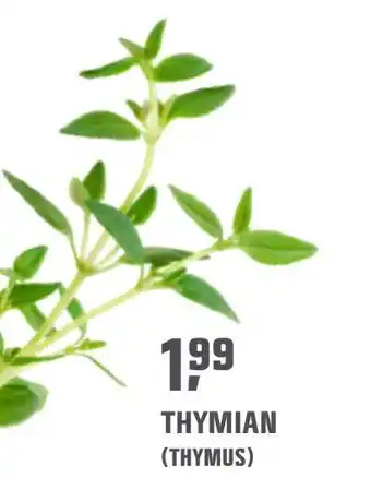 OBI Thymian (thymus) Angebot