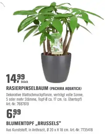 OBI Rasierpinselbaum (pachira aquatica) Angebot