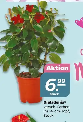 NETTO Dilpladenia Angebot