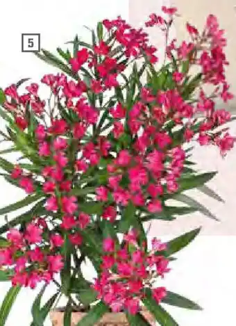 OBI Oleander Angebot