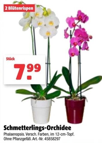 Hagebau Schmetterlings Orchidee Angebot