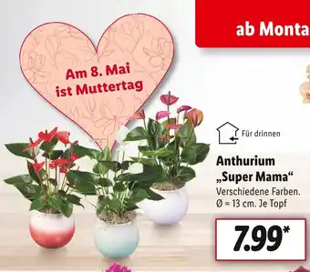 Lidl Anthurium „super mama“ Angebot