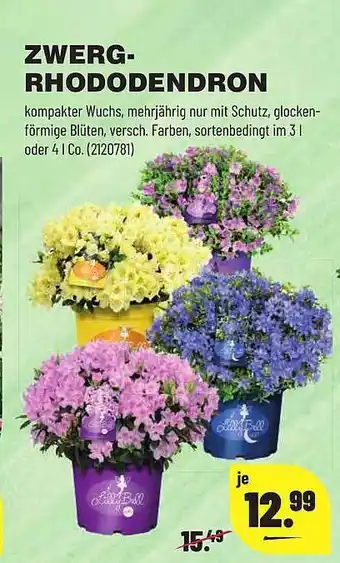 Leitermann Baumarkt Zwerg-rhododendron Angebot