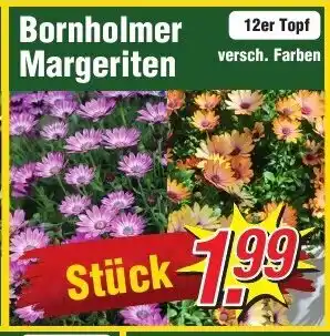 Wiglo Wunderland Bornholmer Margeriten Angebot