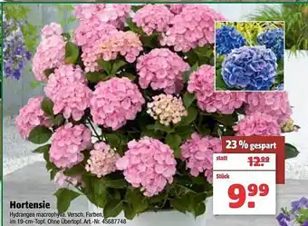 Hagebau Hortensie Angebot