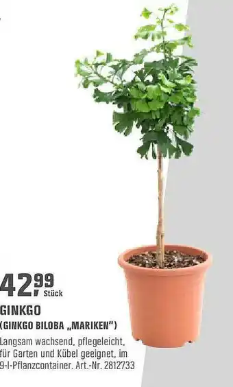 OBI Ginkgo Biloba Mariken Angebot