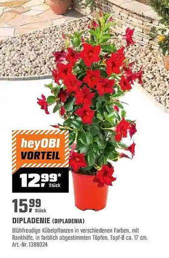 OBI Dipladenie (dipladenia) Angebot