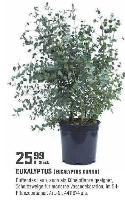 Eukalyptus (eucalyptus Gunnii) Angebot bei OBI
