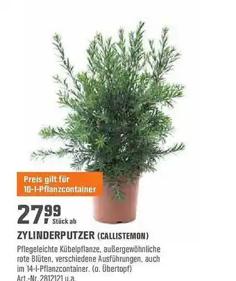 OBI Zylinderputzer (callistemon) Angebot